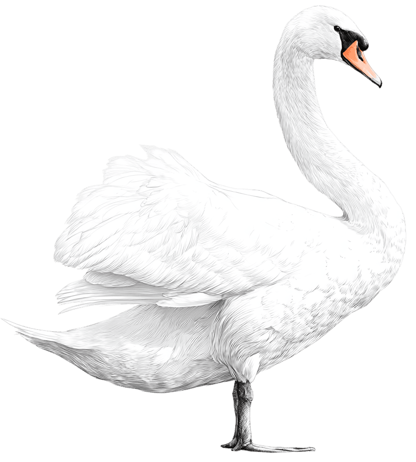 cygne vecteur baurech