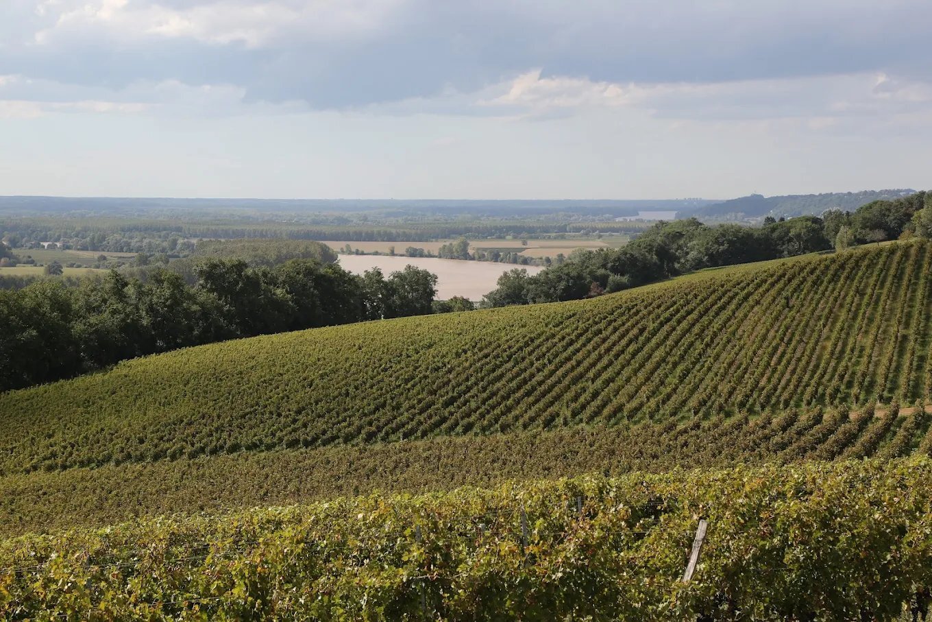 vignobles gonfrier vignes