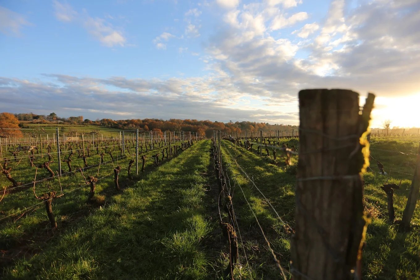 vignobles gonfrier vignoble